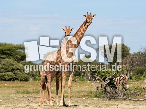 Giraffe_03.JPG